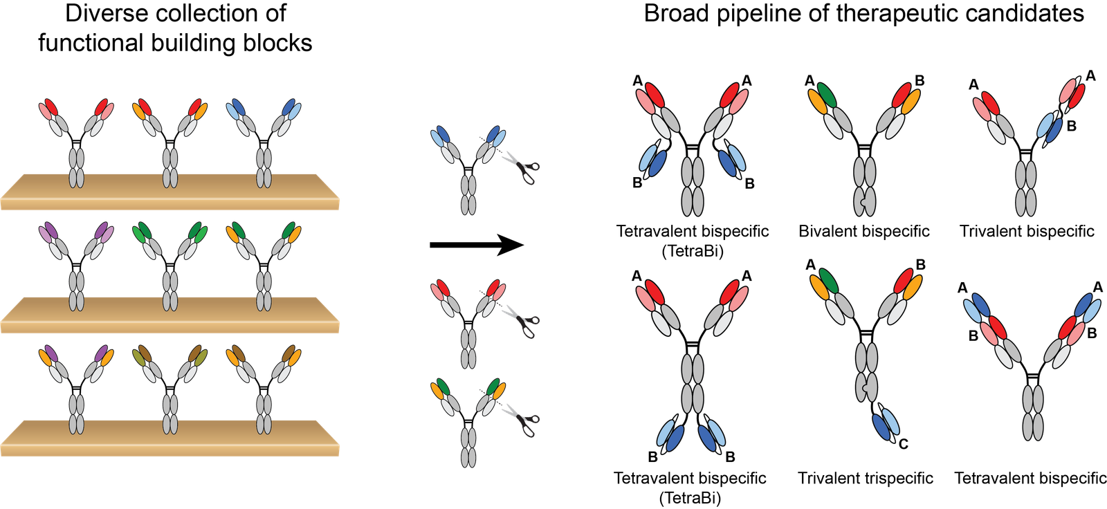 MultiMab figure